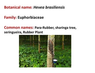 24. Para-Rubber.pdf