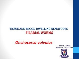 TISSUEANDBLOOD DWELLINGNEMATODES
-FILARIALWORMS
Onchocerca volvulus
 