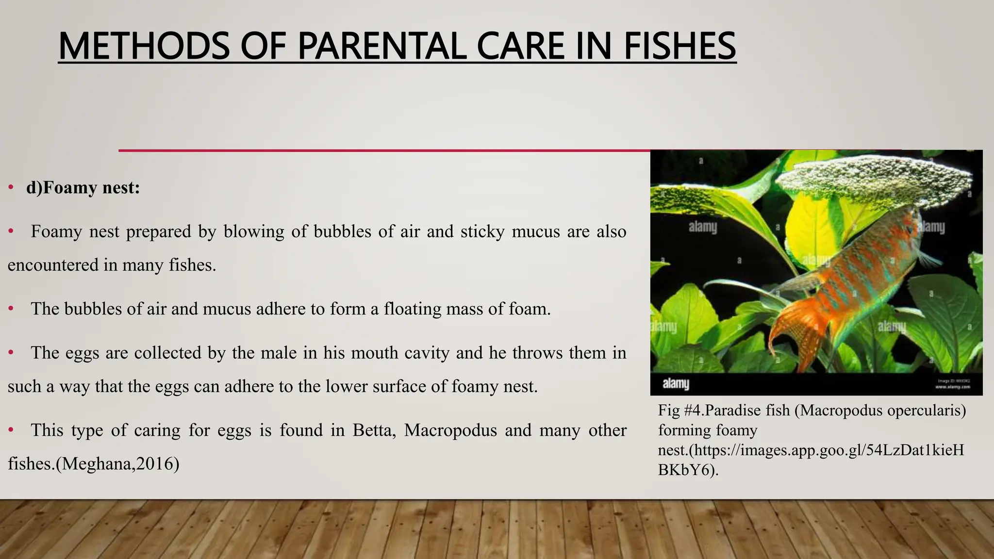 24. Parental care in fishes.........pptx