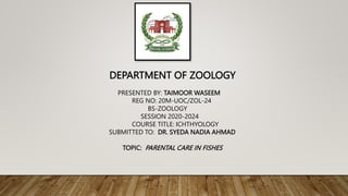 DEPARTMENT OF ZOOLOGY
PRESENTED BY: TAIMOOR WASEEM
REG NO: 20M-UOC/ZOL-24
BS-ZOOLOGY
SESSION 2020-2024
COURSE TITLE: ICHTHYOLOGY
SUBMITTED TO: DR. SYEDA NADIA AHMAD
TOPIC: PARENTAL CARE IN FISHES
 