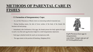 24. Parental care in fishes.........pptx