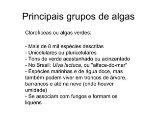 Principais grupos de algas
Clorofíceas ou algas verdes:
- Mais de 8 mil espécies descritas
- Unicelulares ou pluricelulares
- Tons de verde acastanhado ou acinzentado
- No Brasil: Ulva lactuca, ou "alface-do-mar"
- Espécies marinhas e de água doce, mas
também podem viver em troncos de árvore,
barrancos e até na neve (onde houver
umidade)
- Se associam com fungos e formam os
liquens
 