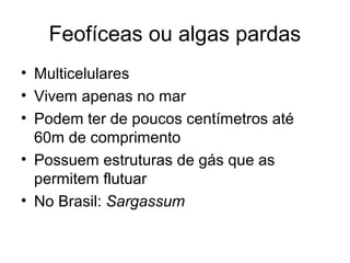 Feofíceas ou algas pardas
• Multicelulares
• Vivem apenas no mar
• Podem ter de poucos centímetros até
60m de comprimento
• Possuem estruturas de gás que as
permitem flutuar
• No Brasil: Sargassum
 