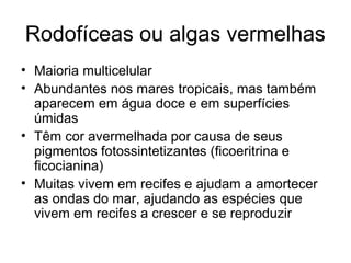 Rodofíceas ou algas vermelhas
• Maioria multicelular
• Abundantes nos mares tropicais, mas também
aparecem em água doce e em superfícies
úmidas
• Têm cor avermelhada por causa de seus
pigmentos fotossintetizantes (ficoeritrina e
ficocianina)
• Muitas vivem em recifes e ajudam a amortecer
as ondas do mar, ajudando as espécies que
vivem em recifes a crescer e se reproduzir
 