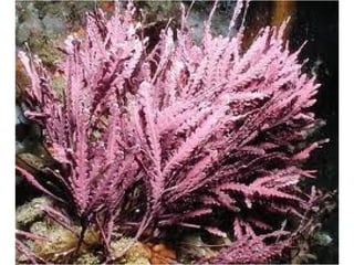 Biologia: Nutrição das bactérias