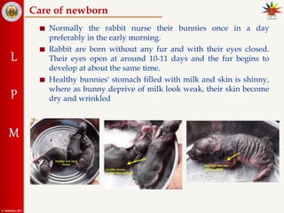 Weak Baby Rabbit 24. Rabbit breeding mangemegvnbfgbnt.ppt