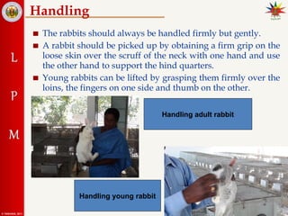 Scruffing A Rabbit 24. Rabbit breeding mangemegvnbfgbnt.ppt