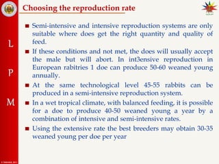 24. Rabbit breeding mangemegvnbfgbnt.ppt