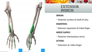 Back Extensor Index Comprehensive Overview of Upper Limb Forearm Muscles and Their ...