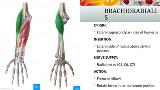 Comprehensive Overview of Upper Limb Forearm Muscles and Their ...