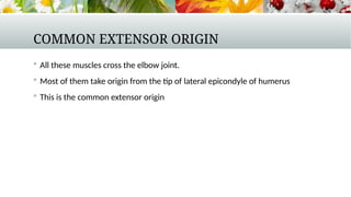 Comprehensive Overview of Upper Limb Forearm Muscles and Their ...