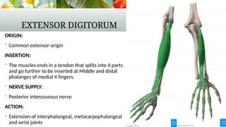 Comprehensive Overview of Upper Limb Forearm Muscles and Their ...