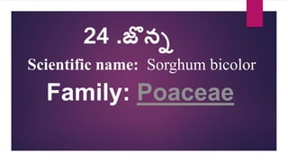 24 .జొన్న
Scientific name: Sorghum bicolor
Family: Poaceae
 