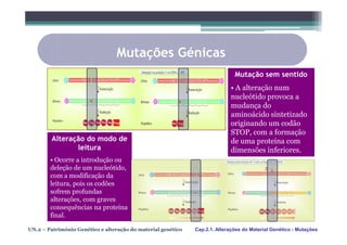 Mutações Génicas
                                                                              Mutação sem sentido
                                                                            • A alteração num
                                                                            nucleótido provoca a
                                                                            mudança do
                                                                            aminoácido sintetizado
                                                                            originando um codão
                                                                            STOP, com a formação
         Alteração do modo de                                               de uma proteína com
                leitura                                                     dimensões inferiores.
        • Ocorre a introdução ou
        deleção de um nucleótido,
        com a modificação da
        leitura, pois os codões
        sofrem profundas
        alterações, com graves
        consequências na proteína
        final.

UN.2 – Património Genético e alteração do material genético   Cap.2.1. Alterações do Material Genético - Mutações
 