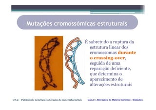 Mutações cromossómicas estruturais

                                                              É sobretudo a ruptura da
                                                                 estrutura linear dos
                                                                 cromossomas durante
                                                                 o crossing-over,
                                                                 seguida de uma
                                                                 reparação deficiente,
                                                                 que determina o
                                                                 aparecimento de
                                                                 alterações estruturais


UN.2 – Património Genético e alteração do material genético    Cap.2.1. Alterações do Material Genético - Mutações
 