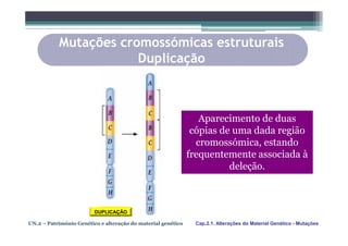 Mutações cromossómicas estruturais
                       Duplicação



                                                                 Aparecimento de duas
                                                               cópias de uma dada região
                                                                cromossómica, estando
                                                              frequentemente associada à
                                                                        deleção.



                         DUPLICAÇÃO

UN.2 – Património Genético e alteração do material genético    Cap.2.1. Alterações do Material Genético - Mutações
 
