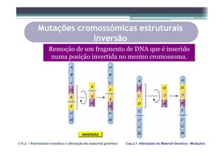 Mutações cromossómicas estruturais
                       Inversão
                  Remoção de um fragmento de DNA que é inserido
                   numa posição invertida no mesmo cromossoma.




                                     INVERSÃO

UN.2 – Património Genético e alteração do material genético   Cap.2.1. Alterações do Material Genético - Mutações
 
