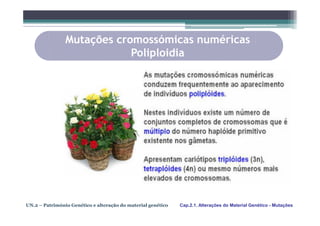 Mutações cromossómicas numéricas
                            Poliploidia




UN.2 – Património Genético e alteração do material genético   Cap.2.1. Alterações do Material Genético - Mutações
 
