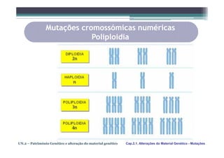Mutações cromossómicas numéricas
                            Poliploidia




UN.2 – Património Genético e alteração do material genético   Cap.2.1. Alterações do Material Genético - Mutações
 