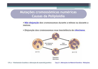 Mutações cromossómicas numéricas
                      Causas da Poliploidia




UN.2 – Património Genético e alteração do material genético   Cap.2.1. Alterações do Material Genético - Mutações
 