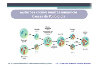Mutações cromossómicas numéricas
                      Causas da Poliploidia




UN.2 – Património Genético e alteração do material genético   Cap.2.1. Alterações do Material Genético - Mutações
 