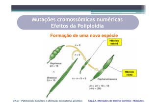 Mutações cromossómicas numéricas
                      Efeitos da Poliploidia
                               Formação de uma nova espécie




UN.2 – Património Genético e alteração do material genético   Cap.2.1. Alterações do Material Genético - Mutações
 