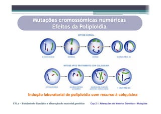 Mutações cromossómicas numéricas
                      Efeitos da Poliploidia




            Indução laboratorial de poliploidia com recurso à colquicina

UN.2 – Património Genético e alteração do material genético   Cap.2.1. Alterações do Material Genético - Mutações
 