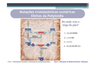 Mutações cromossómicas numéricas
                      Efeitos da Poliploidia
                                                                         De onde veio o
                                                                         trigo do pão?




                            1     2                   3




                                             4
UN.2 – Património Genético e alteração do material genético   Cap.2.1. Alterações do Material Genético - Mutações
 