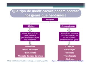 Que tipo de modificações podem ocorrer
             nos genes que herdamos?
                                                       Mutações


                             Génicas                                         Cromossómicas



                     Alteração num único                                    Alteração da estrutura
                        gene, devido a                                      dos cromossomas, ou
                    pequenas modificações                                       do seu número,
                        nos nucleótidos                                    afectando muitos genes


                         • Silenciosa                                              • Deleção
                    • Perda de sentido                                           • Duplicação
                       • Sem sentido                                              • Inversão
             • Alteração do modo de leitura                                    • Translocação
                                                                                  • Síndrome
UN.2 – Património Genético e alteração do material genético   Cap.2.1. Alterações do Material Genético - Mutações
 