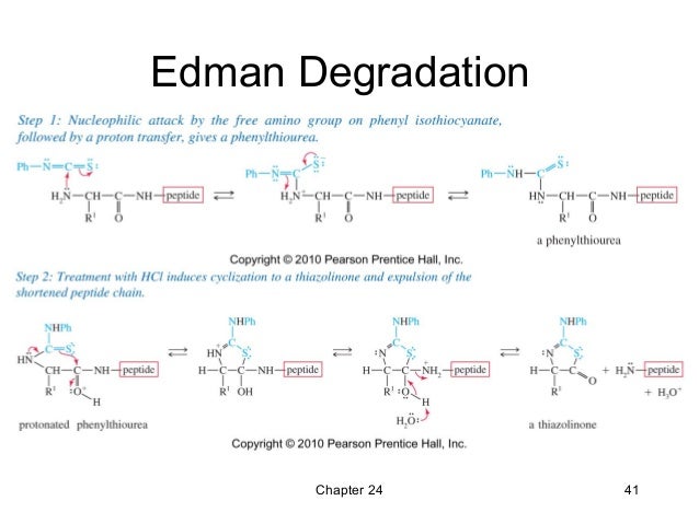 Determination of amino acid composition