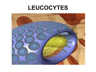 LEUCOCYTES 