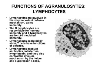 FUNCTIONS OF AGRANULOSYTES :   LYMPHOCYTES Lymphocytes are involved in the very important defence mechanism, called immunity. The B lymphocytes are responsible for humoral immunity and T lymphocytes are for cell mediated immunity. Lymphokines secreted by some T cells have functions of defence. Lymphocytes produce antibodies, interferons, lymphotoxin, and they also control the immune mechanism by the helper and suppressor T-cells.  