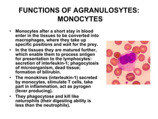 FUNCTIONS OF AGRANULOSYTES :   MONOCYTES Monocytes after a short stay in blood enter in the tissues to be converted into macrophages, where they take up specific positions and wait for the prey. In the tissues they are matured further, which enable them to process antigen for presentation to the lymphocytes: secretion of interleukin-1; phagocytosis of microorganism, dead tissue; formation of bilirubin. The monokines (interleukin-1) secreted by monocytes, stimulate T cells, take part in inflammation, act as pyrogen (fever producing). They phagocytose and kill like neturophils (their digesting ability is less than the neutrophils). 