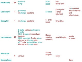 days Macrophage none Kidney shaped various 6 Monocyte weeks  to years only NK-cells  Deeply staining, eccentric B cells : various  pathogens   T cells :  CD4+  ( helper ): intracellular bacteria.  CD8+   cytotoxic  T cells:  virus -infected and  tumor  cells.  γδ  T cells :  Natural killer :  virus -infected and  tumor  cells.  25 Lymphocyte large blue bi- or tri- lobed in  allergic  reactions  1 Basophil full of pink-orange (stained) bi-lobed parasites   in  allergic  reactions  4 Eosinophil 10 h  in blood days in spleen and  other tissue. fine, faintly pink multi - lobed bacteria   fungi   65 Neutrophil Lifetime Granules Nucleus Main targets %  Type 