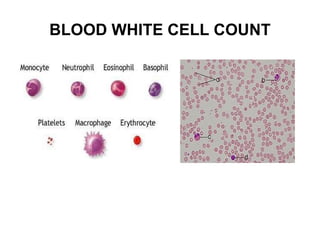 BLOOD WHITE CELL COUNT 