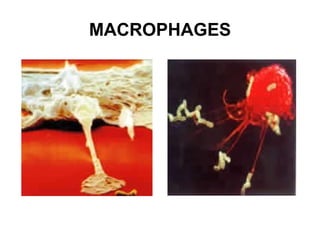 MACROPHAGES 