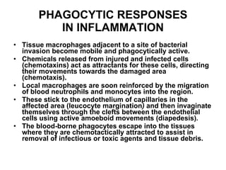 PHAGOCYTIC RESPONSES IN INFLAMMATION Tissue macrophages adjacent to a site of bacterial invasion become mobile and phagocytically active. Chemicals released from injured and infected cells (chemotaxins) act as attractants for these cells, directing their movements towards the damaged area (chemotaxis). Local macrophages are soon reinforced by the migration of blood neutrophils and monocytes into the region. These stick to the endothelium of capillaries in the affected area (leucocyte margination )  and then invaginate themselves through the clefts between the endothelial cells using active amoeboid movements (diapedesis) . The blood-borne phagocytes escape into the tissues where they are chemotactically attracted to assist in removal of infectious or toxic agents and tissue debris.  