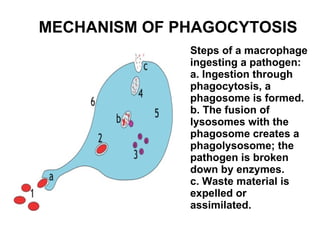 MECHANISM OF PHAGOCYTOSIS Steps of a macrophage ingesting a pathogen: a. Ingestion through phagocytosis, a phagosome is formed. b. The fusion of lysosomes with the phagosome creates a phagolysosome; the pathogen is broken down by enzymes. c. Waste material is expelled or assimilated.  