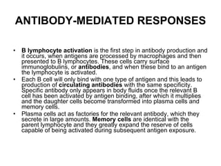 ANTIBODY-MEDIATED RESPONSES B lymphocyte activation  is the first step in antibody production and it occurs, when antigens are processed by macrophages and then presented to B lymphocytes. These cells carry surface immunoglobulins, or  antibodies , and when these bind to an antigen the lymphocyte is activated.  Each B cell will only bind with one type of antigen and this leads to production of  circulating antibodies  with the same specificity. Specific antibody only appears in body fluids once the relevant B cell has been activated by antigen binding, after which it multiplies and the daughter cells become transformed into plasma cells and memory cells. Plasma cells act as factories for the relevant antibody, which they secrete in large amounts.  Memory cells  are identical with the parent lymphocyte and they greatly expand the reserve of cells capable of being activated during subsequent antigen exposure. 