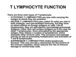 T LYMPHOCYTE FUNCTION There are three main types of T lymphocyte: CYTOTOXIC T LYMPHOCYTES can lyse cells carrying the antigen to which they are sensitive. HELPER T LYMPHOCYTES (also called Th cells) are vital in both antibody- and cell-mediated immunity, but they have no direct effects on foreign antigens or cells. Like B lymphocytes, they are activated by macrophage-processed antigens, rather than cell surface antigens as is the case for other T lymphocytes. Once stimulated by the appropriate antigen, they release a number of lymphokines, which stimulate other immune cells. This increases macrophage activity as well as promoting multiplication and activation of T and B lymphocytes. SUPPRESSOR T LYMPHOCYTES inhibit lymphocyte function. This may provide a mechanism for the control of the immune response, which reduces the risk of immune damage to normal body cells. 