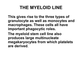 THE MYELOID LINE This gives rise to the three types of granulocyte as well as monocytes and macrophages. These cells all have important phagocytic roles. The myeloid stem cell line also produces large multinucleate megakaryocytes from which platelets are derived . 
