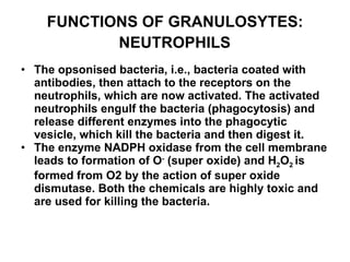 FUNCTIONS OF GRANULOSYTES :   NEUTROPHILS   The opsonised bacteria, i.e., bacteria coated with antibodies, then attach to the receptors on the neutrophils, which are now activated. The activated neutrophils engulf the bacteria (phagocytosis) and release different enzymes into the phagocytic vesicle, which kill the bacteria and then digest it. The enzyme NADPH oxidase from the cell membrane leads to formation of O -  (super oxide) and H 2 O 2  is formed from O2 by the action of super oxide dismutase. Both the chemicals are highly toxic and are used for killing the bacteria.  