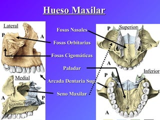 Hueso Maxilar Fosas Nasales Fosas Orbitarias Fosas Cigomáticas Paladar Arcada Dentaria Sup. Seno Maxilar Lateral Superior Inferior Medial A A P P A A P P 