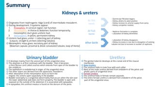 2 & 4- Development of the kidney, ureter, bladder & urethra.pdf