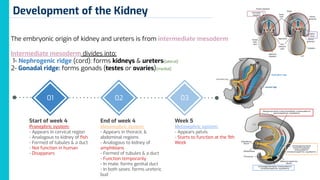 2 & 4- Development of the kidney, ureter, bladder & urethra.pdf