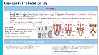 2 & 4- Development of the kidney, ureter, bladder & urethra.pdf
