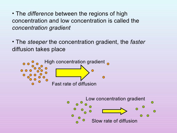 2.4 Diffusion And Osmosis