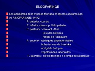ENDOFARINGE Los accidentes de la mucosa faríngea en los tres sectores son: A) RINOFARINGE: 4x4x2  P. anterior: coanas P. inferior: cara sup. Velo paladar P. posterior : cara ant. Atlas folículos linfoides rodete de Passavant P. superior: repliegues salpingonasales bolsa farínea de Luschka amígdala faríngea vegetaciones, adenoides P. laterales : orificio faríngeo o Trompa de Eustaquio  