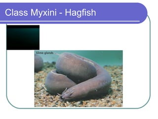 Class Myxini - Hagfish 