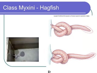 Class Myxini - Hagfish 